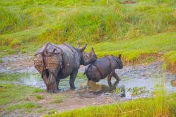 Himalayan wild-life and Jungle Safari